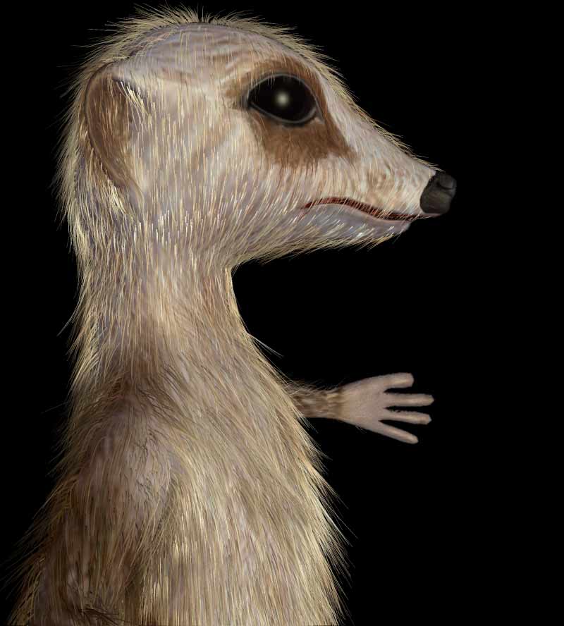 зд модель суриката(meerkat) крупный план