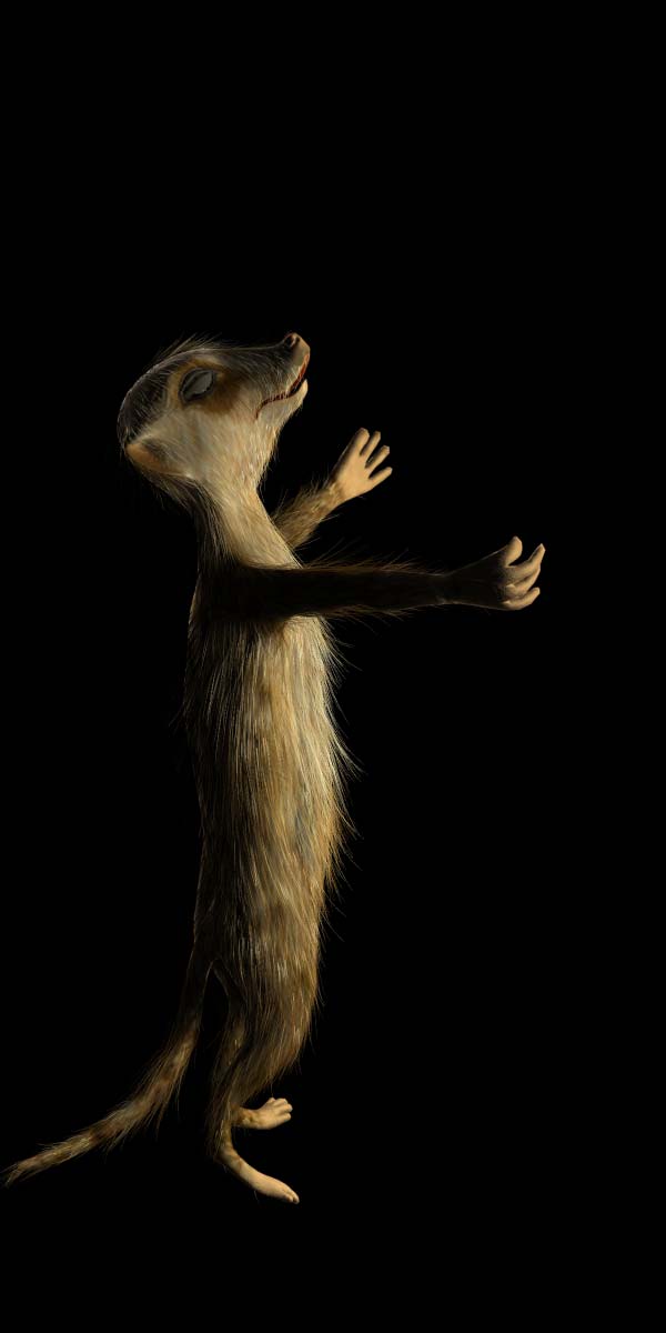 3д модель суриката(meerkat) молющего на небо